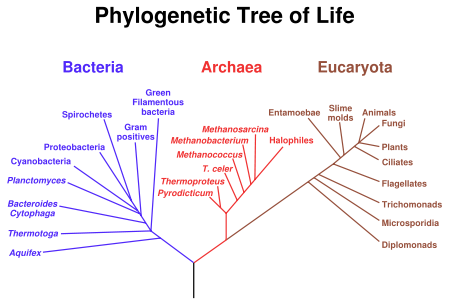 Phylogenetic Tree of Life Phylogenetic Tree of Life